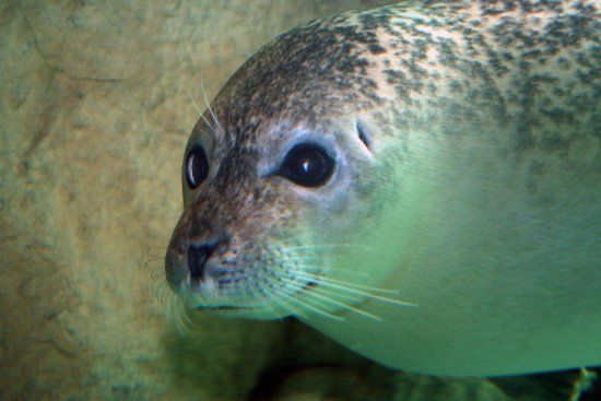 The Maritime Aquarium